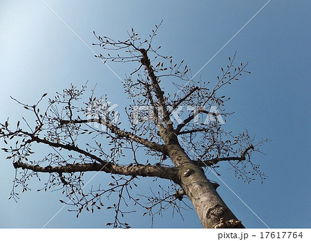 こぶしシリーズ こぶしシリーズ 17617764