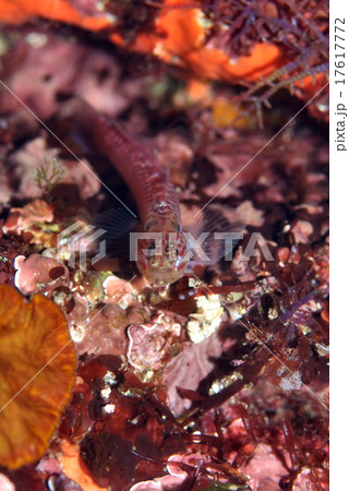 構えるイソハゼA 17617772