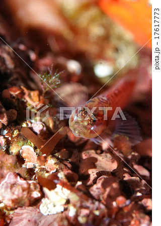 構えるイソハゼB 17617773