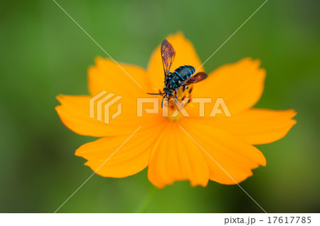 ルリモンハナバチ ルリモンハナバチ 17617785