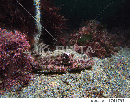 潜むヒシガニ 潜むヒシガニ 17617954