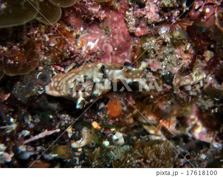 クロヘリアメフラシ、茶 17618100