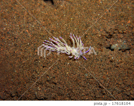南国のセスジミノウミウシ 17618104
