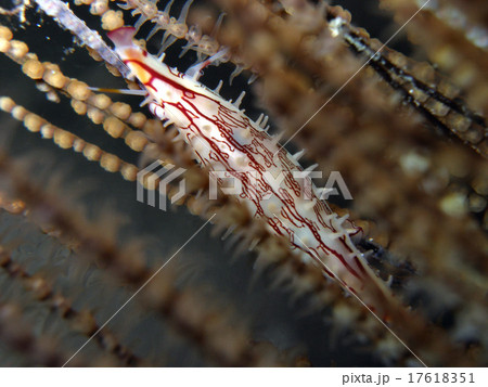 キヌヅツミガイの仲間、白、茶色 17618351