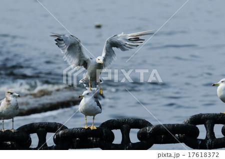 ウミネコ 17618372