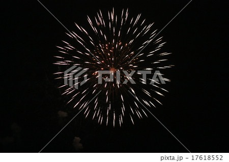 白花火 17618552