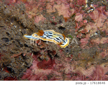 イロウミウシの仲間、白、黄色、黒 17618646
