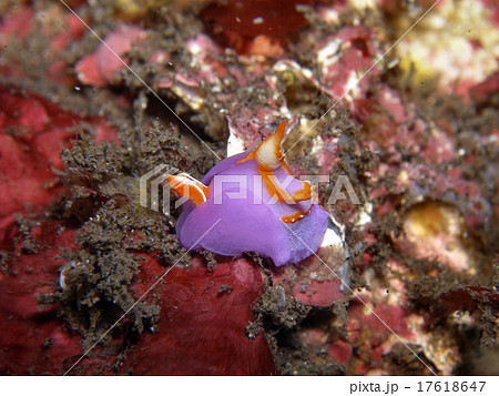 鮮やかなムラサキウミコチョウ 17618647