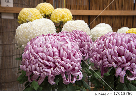 菊 きく キク 菊花 花 植物 葉 紫 白 黄 カラフル かわいい 綺麗 和 和風 日本の写真素材