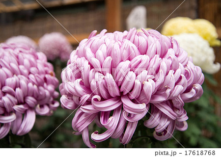 菊 きく キク 菊花 花 植物 葉 紫 白 黄 カラフル かわいい 綺麗 和 和風 日本の写真素材