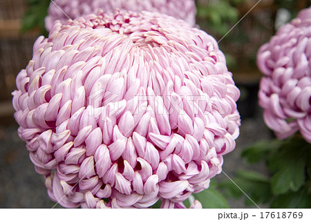菊 きく キク 菊花 花 植物 葉 紫 カラフル かわいい 綺麗 和 和風 日本の写真素材