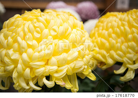 菊 きく キク 菊花 花 植物 葉 黄 カラフル かわいい 綺麗 和 和風 日本の写真素材