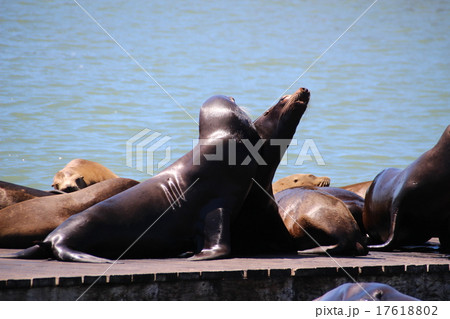 ピア39のアシカ 17618802