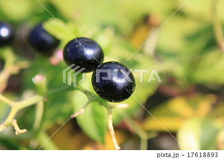 ヤブガラシの実 17618893