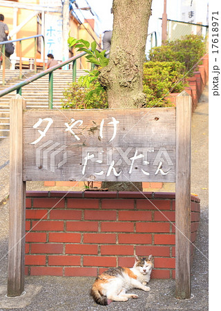 夕焼けだんだんの猫 17618971