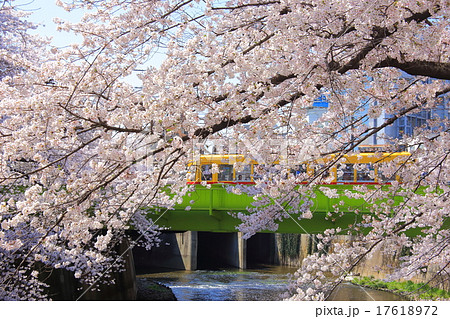 都電荒川線と桜 17618972