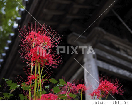 彼岸花 彼岸花 17619355