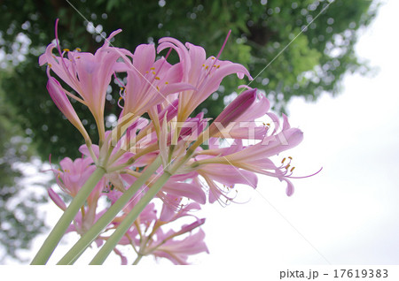 ナツズイセン ナツズイセン 17619383