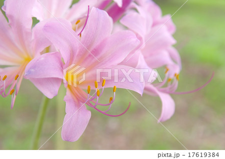 ナツズイセン ナツズイセン 17619384