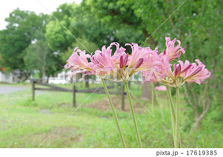 ナツズイセン 17619385