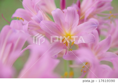 ナツズイセン 17619390