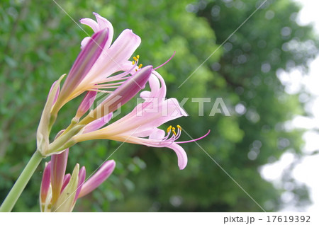 ナツズイセン 17619392