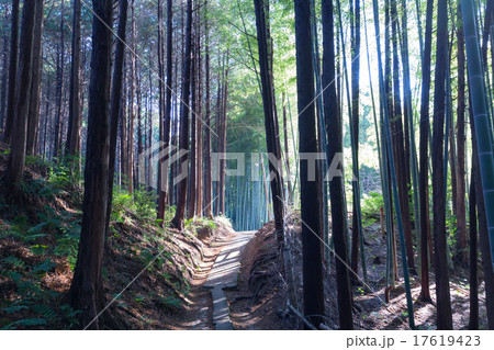 朝の竹林を歩く 朝の竹林を歩く 17619423