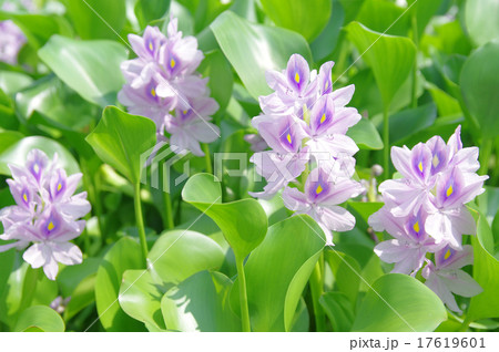 ホテイアオイ 17619601