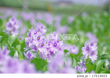 ホテイアオイ 17619603