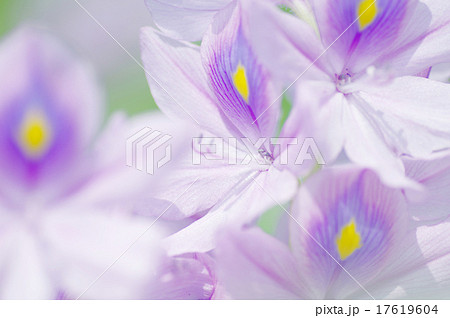 ホテイアオイ 17619604