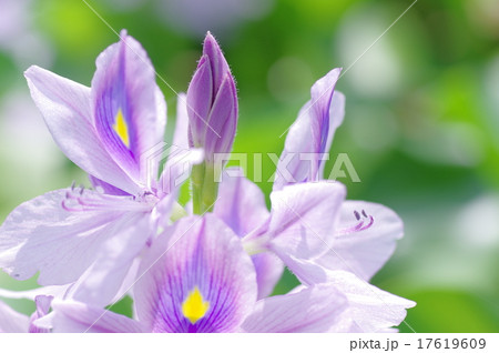 ホテイアオイ ホテイアオイ 17619609