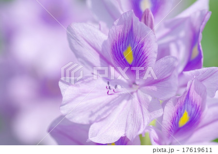 ホテイアオイ ホテイアオイ 17619611