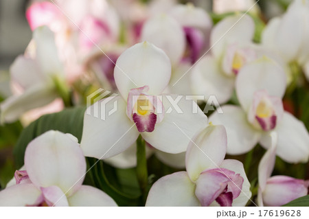 洋ラン　リカステ 17619628