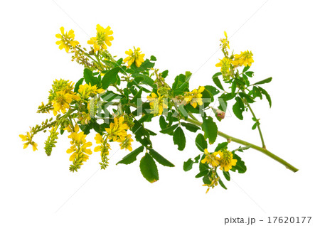 Medicinal plant 17620177