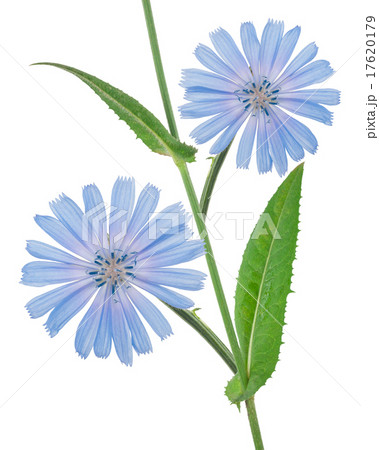 Chicory flowers Chicory flowers 17620179