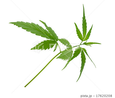 A young new growing cannabis (marijuana) plants 17620208