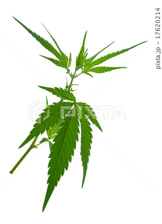 A young new growing cannabis (marijuana) plants 17620214