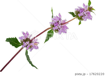 Medicinal plant 17620220