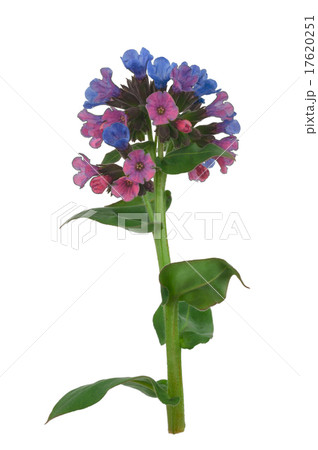 Lungwort medicinal (Pulmonaria officinalis) 17620251