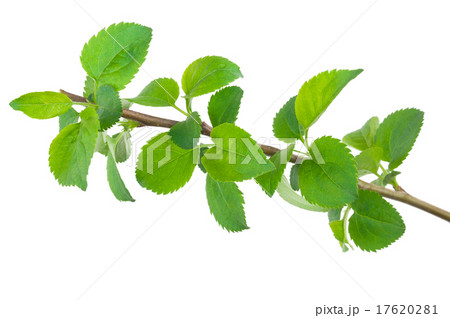 Young apple tree branch 17620281