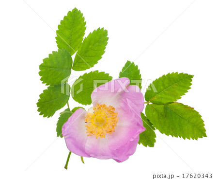 Dog-rose blooms 17620343