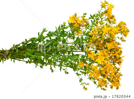 Medicinal plant 17620344