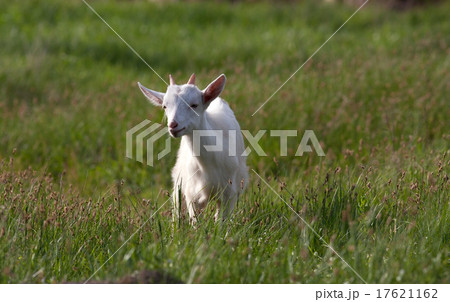 Young white goat grazing at the meadow on summer 17621162