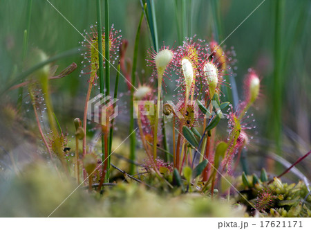 Sundew on a swap 17621171