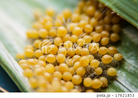Groups of babies spider Groups of babies spider 17621853