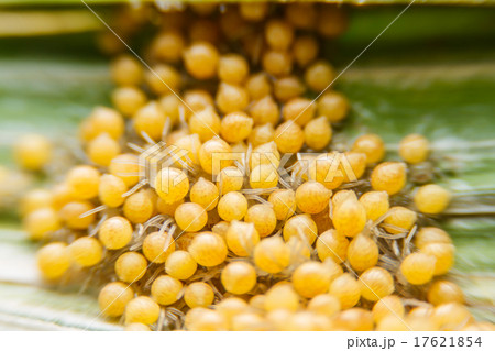 Groups of babies spider Groups of babies spider 17621854