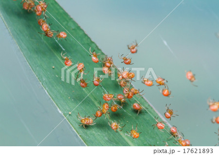 Groups of babies spider Groups of babies spider 17621893