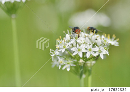 キンバエ 17622325