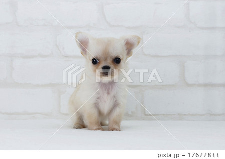 レンズ目線のチワワ仔犬 レンズ目線のチワワ仔犬 17622833