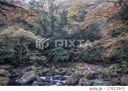 秋の渓谷 秋の渓谷 17622943